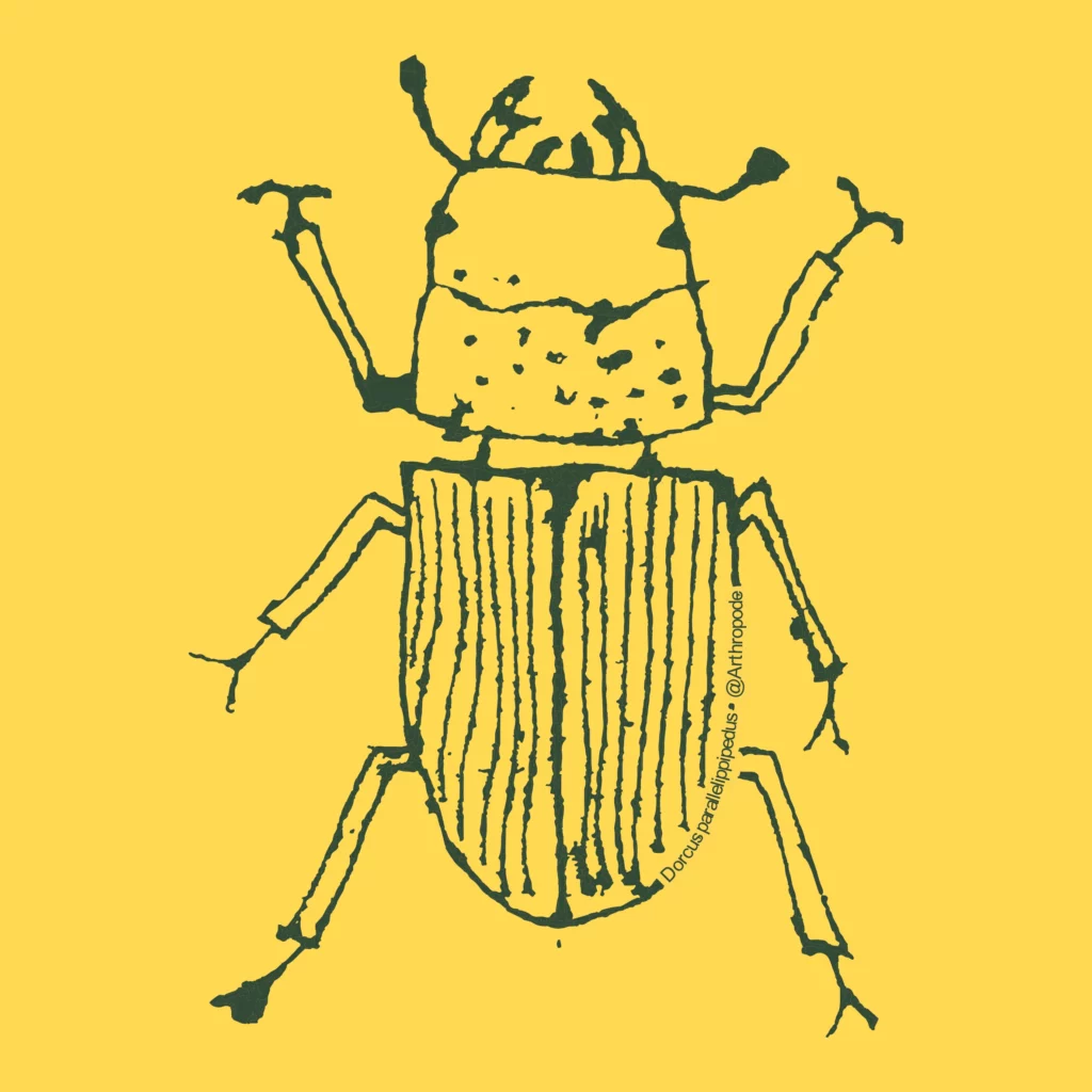 Dorcus parallelipipedus